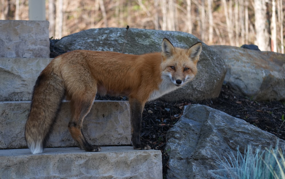 brown fox on grey rock