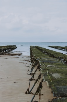 Rows of raised wire racks are positioned on a sandy beach, extending towards the sea. The racks are covered in seaweed and are likely used for oyster farming. The horizon meets a cloudy sky, adding a serene and tranquil atmosphere.