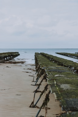 Rows of raised wire racks are positioned on a sandy beach, extending towards the sea. The racks are covered in seaweed and are likely used for oyster farming. The horizon meets a cloudy sky, adding a serene and tranquil atmosphere.