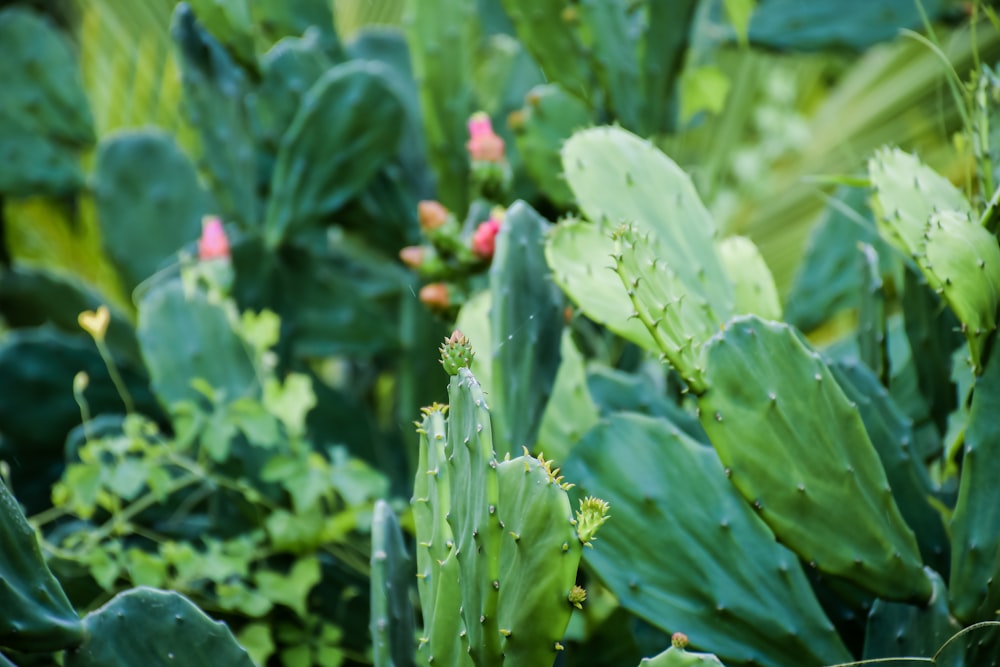 green cactus