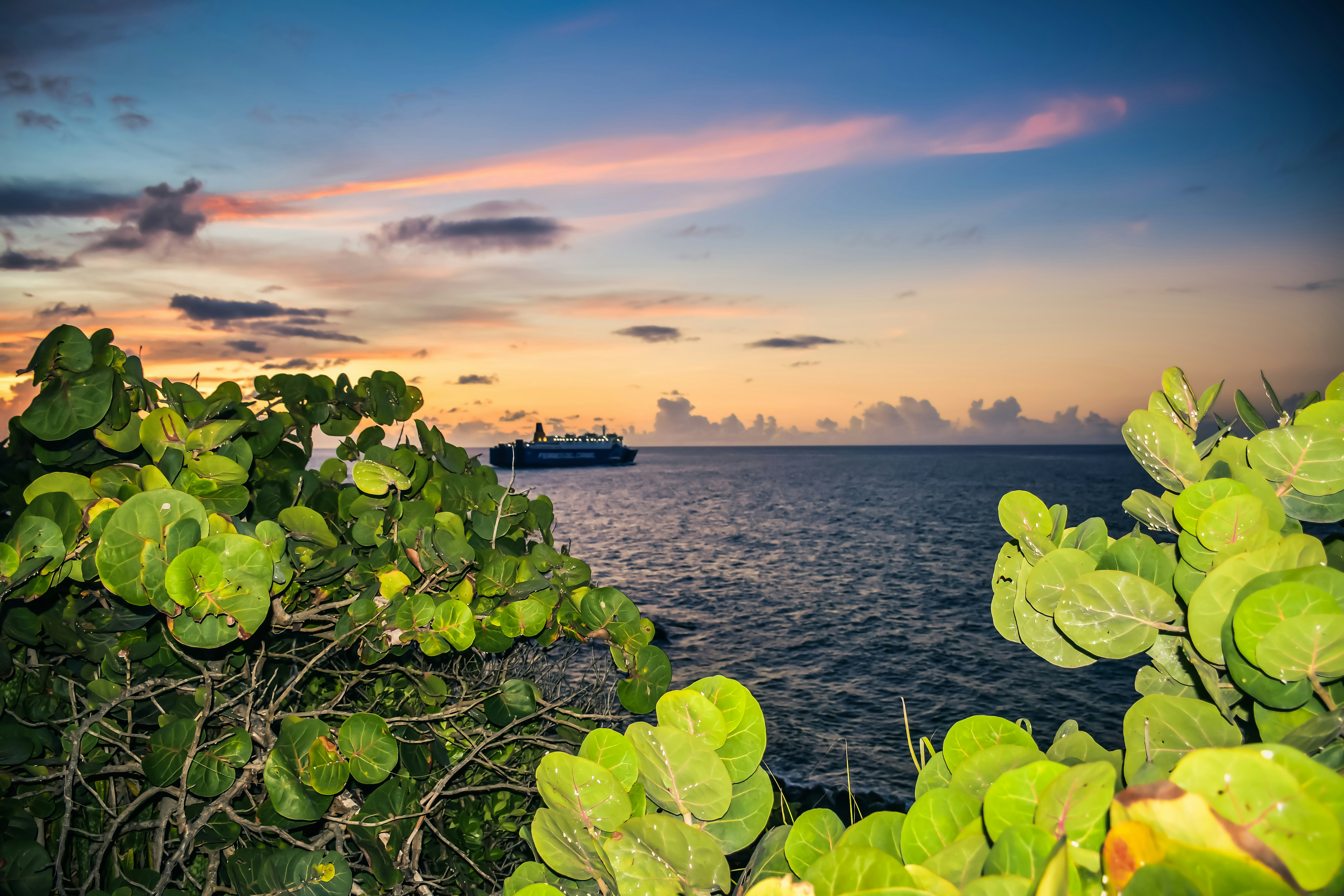 green leaf tree growing near ocean