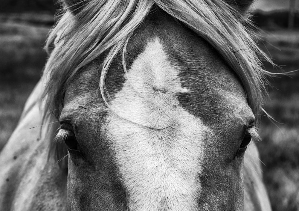 grayscale photography of horse