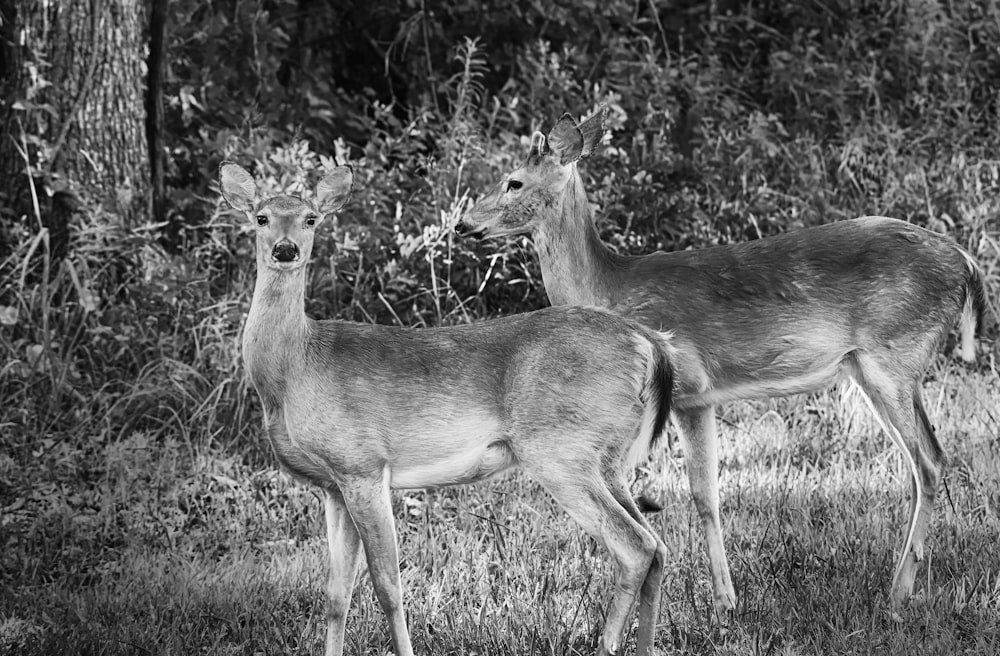 two deer near woods grayscale photo