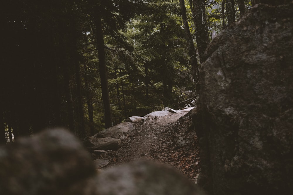 green trees on mountain