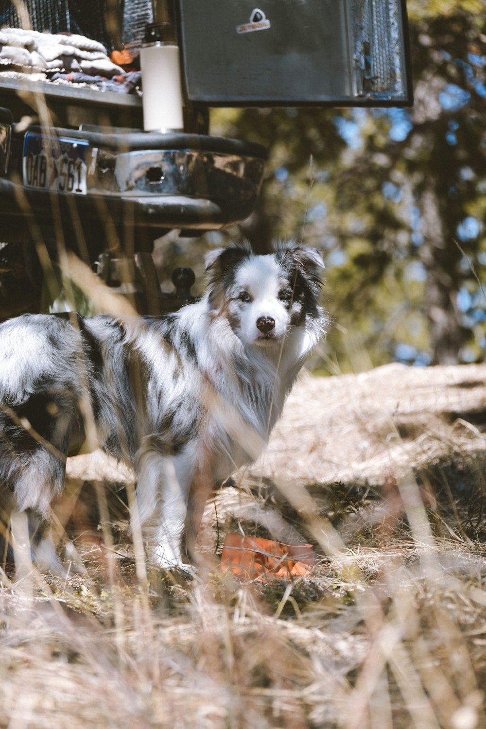 medium-coated white and black dog