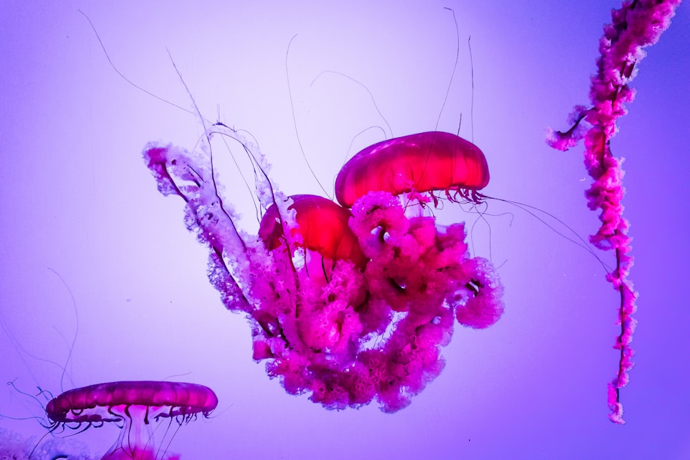 red jellyfish