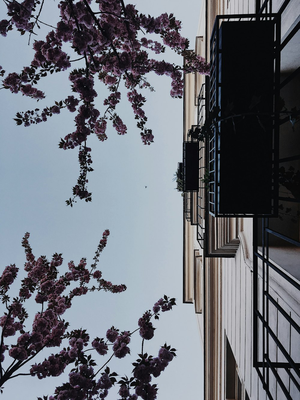 purple flowers in bloom