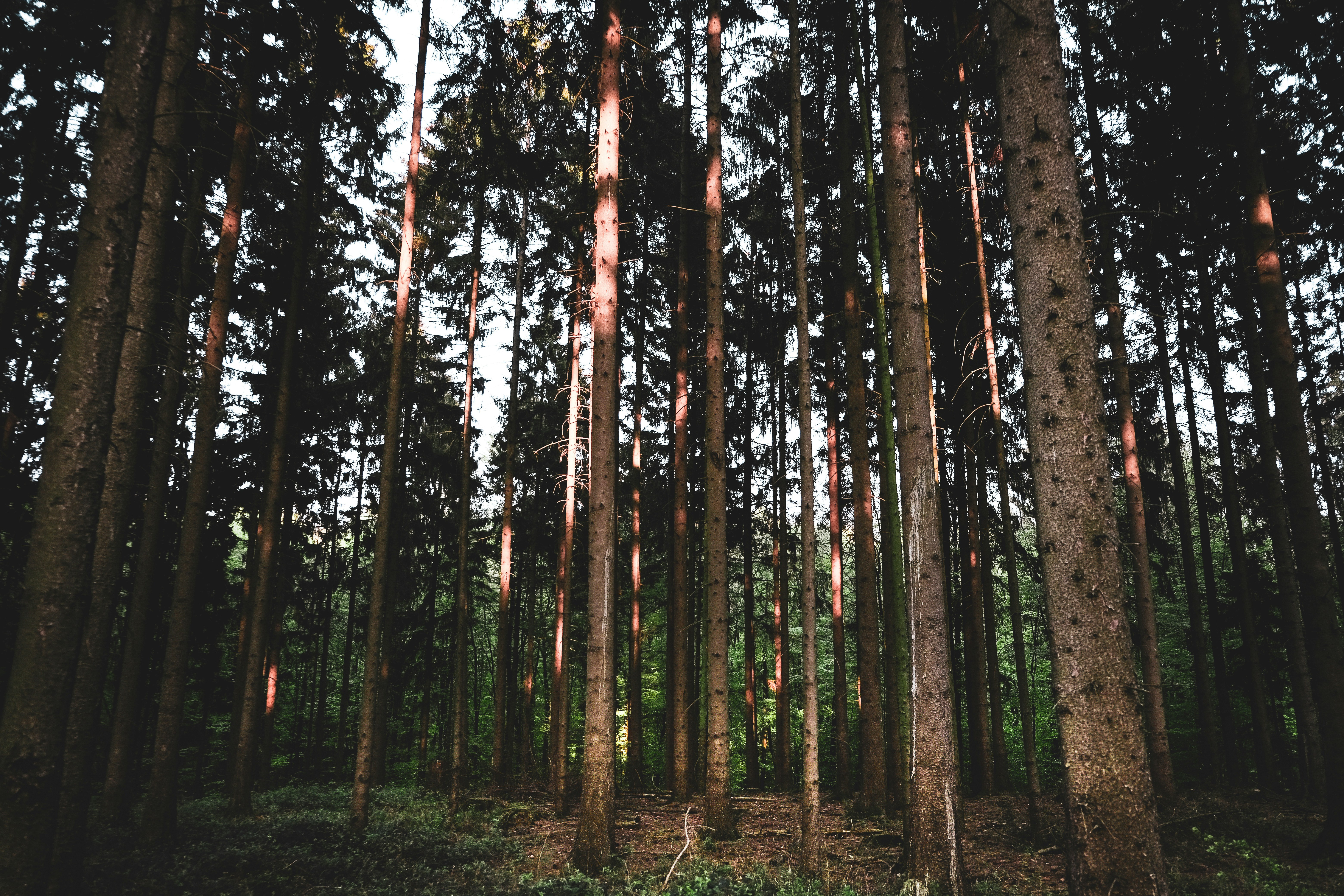 Photo by christiankrull