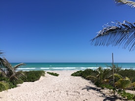 A serene beach scene featuring a sandy pathway leading to the turquoise ocean, surrounded by lush green vegetation. Palm leaves frame the view on the upper corners, and the sky is clear and bright blue.