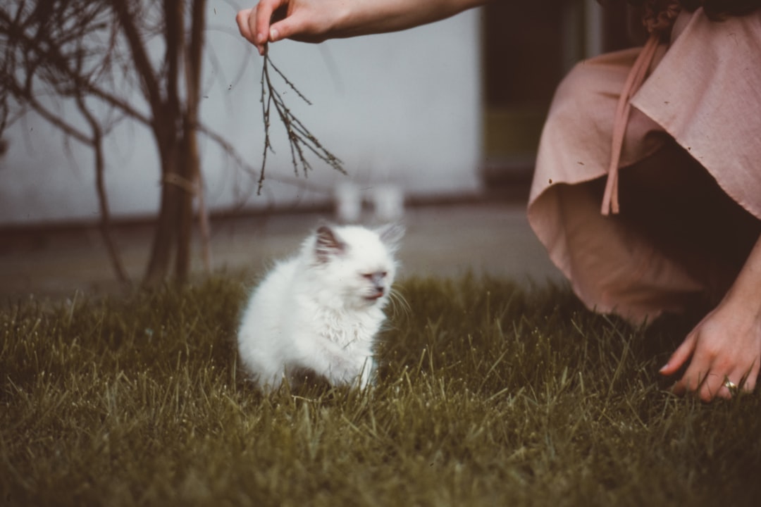 short-haired white cat on field