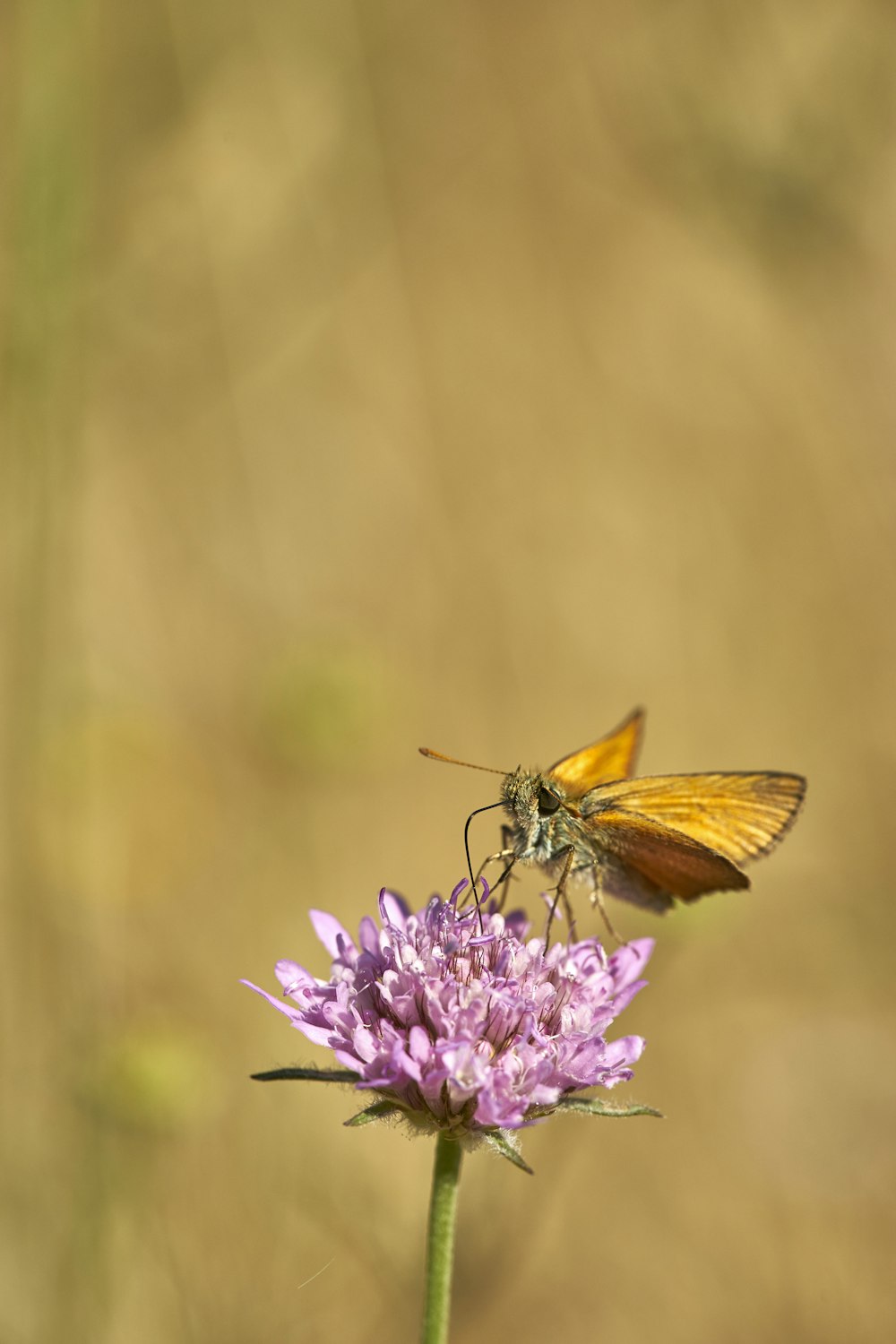 yellow moth on purple flower