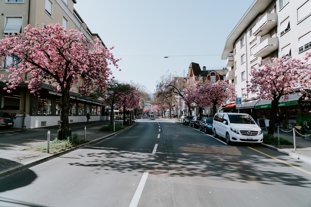 white minivan parked beside road and cherry blossom tree during daytime