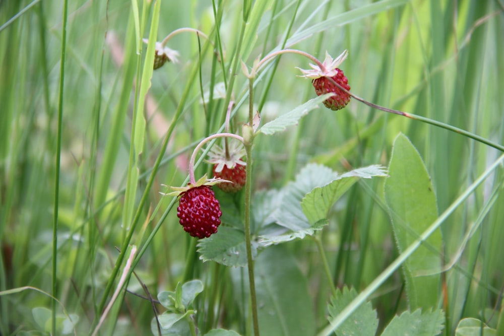 red wild berries at the field