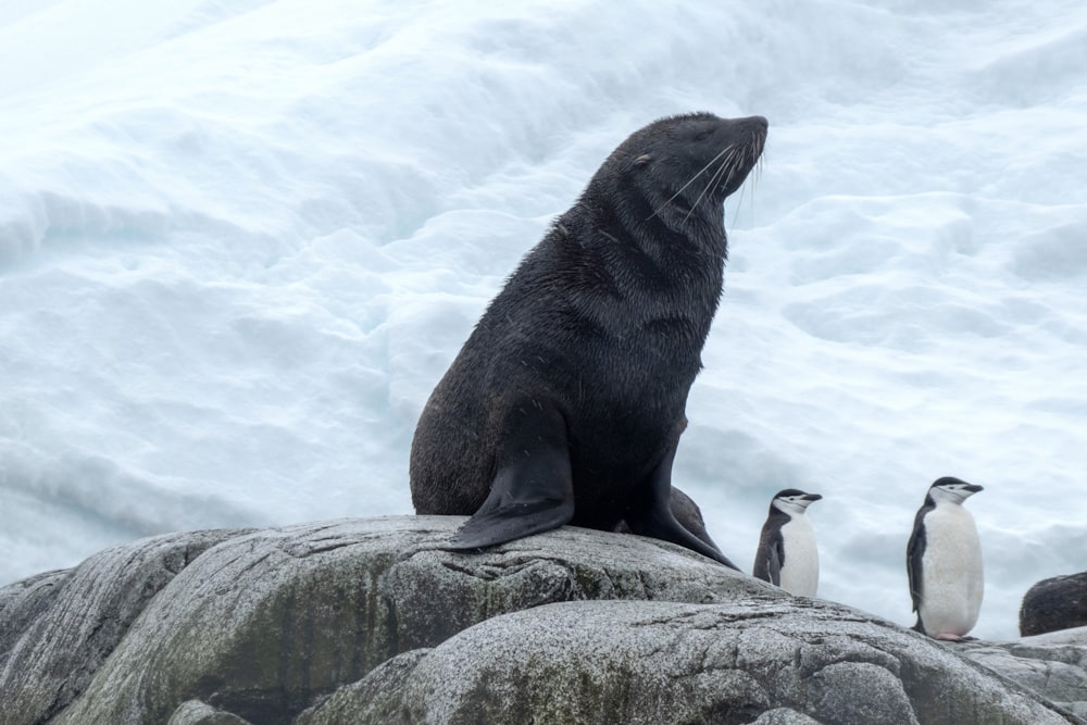 black seal behind penguins