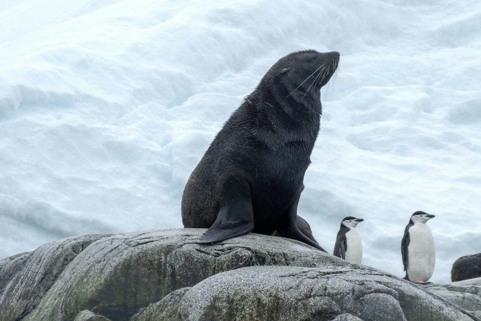 Panasonic DC-ZS70 sample photo. Black seal behind penguins photography