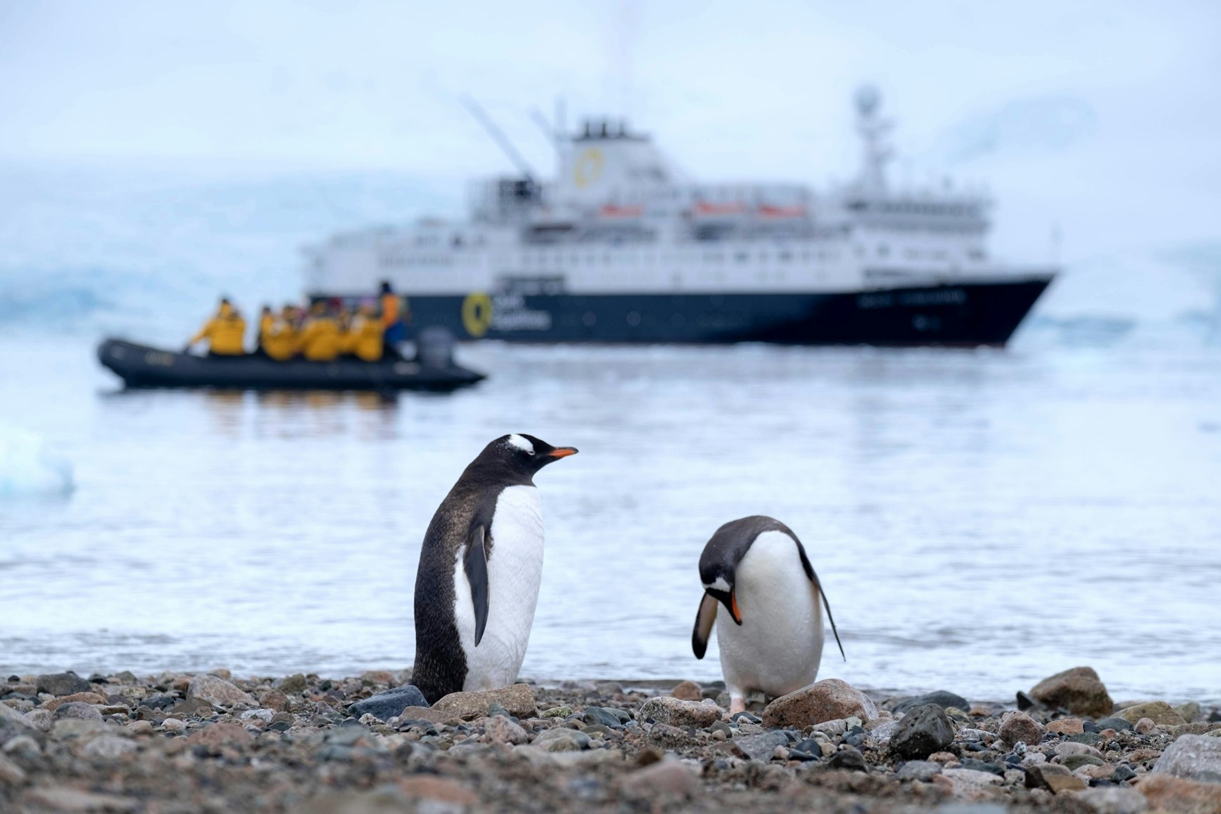 Penguins in arctic