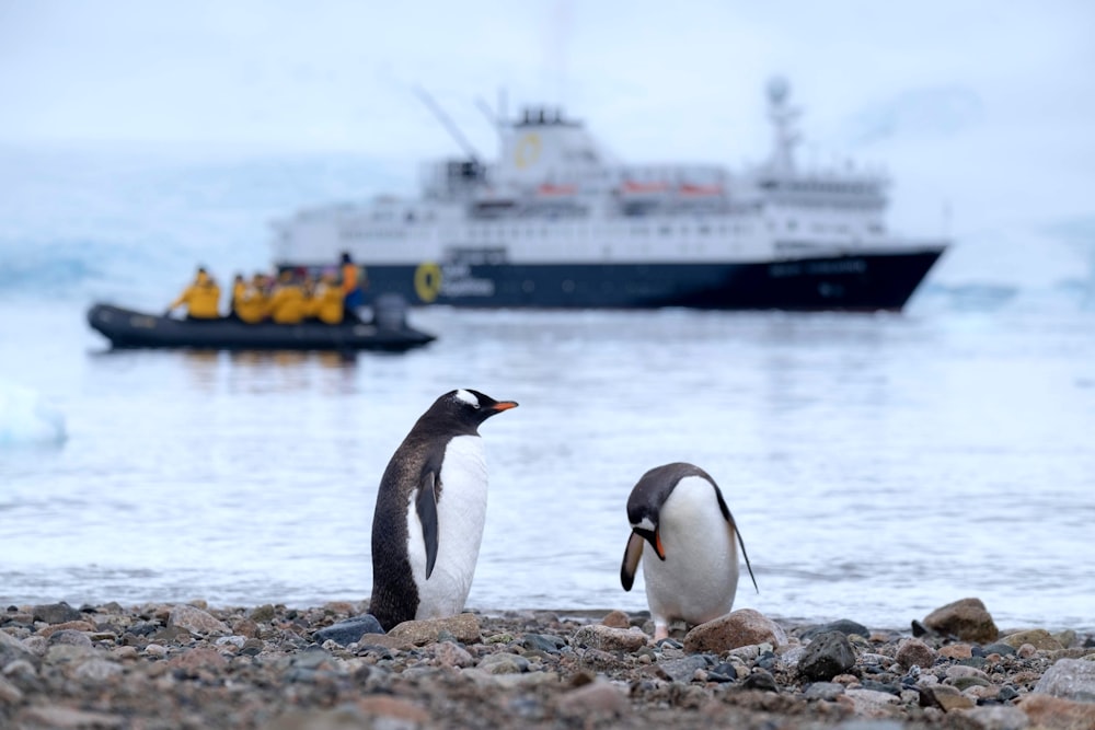 two penguins on shore