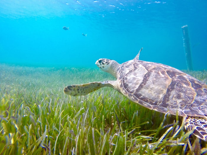 Hawksbill turtle swimming near the ocean floor