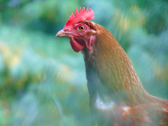 A close-up of a Hatch Grey gamefowl poised with intense focus, muscles tensed for action.