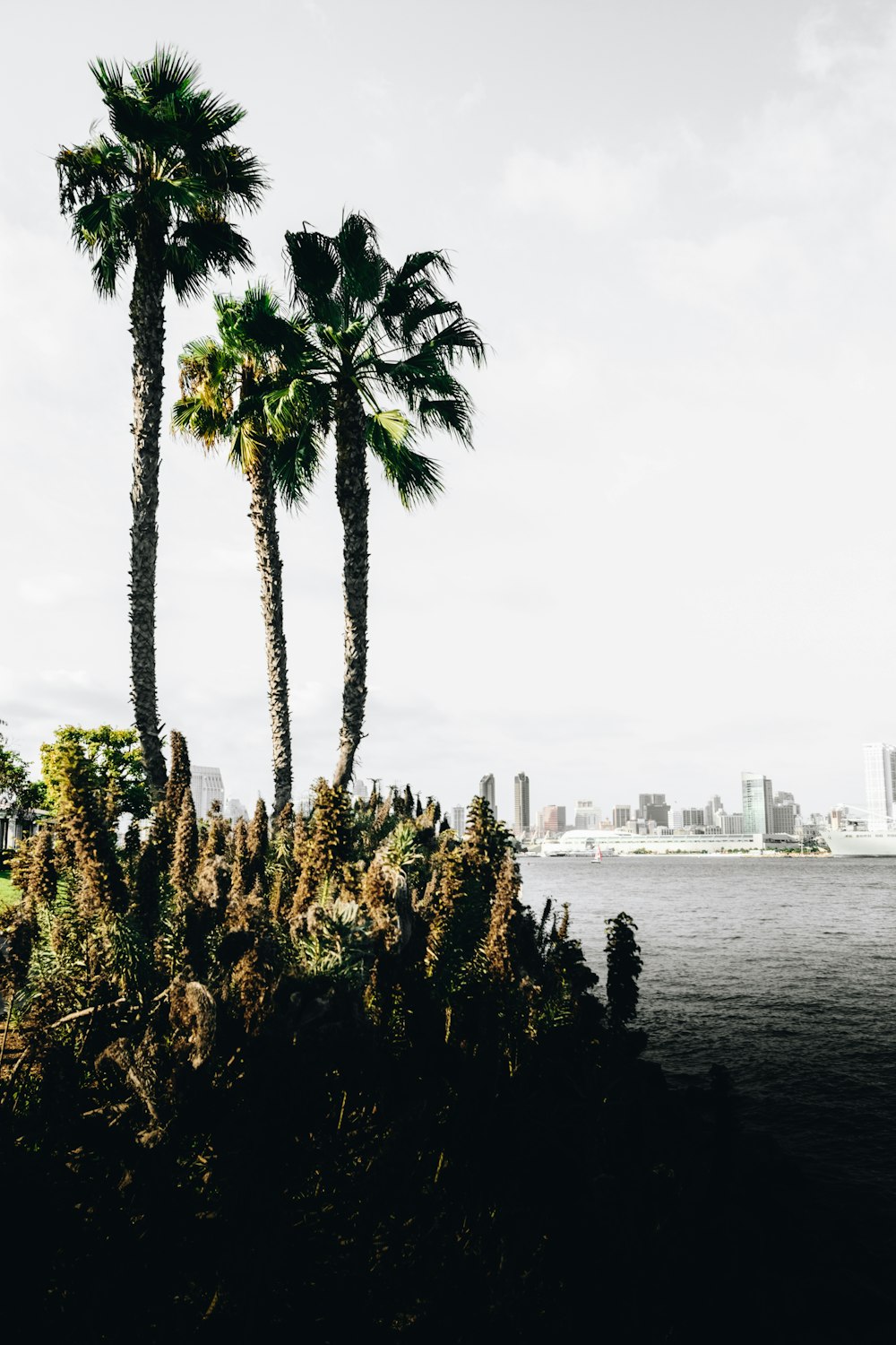 three palm trees in sea shore