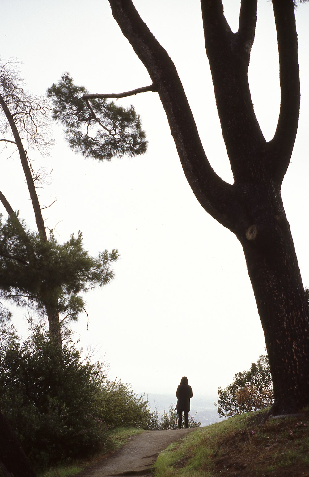 silhouette of person standing on road beside tree during daytime