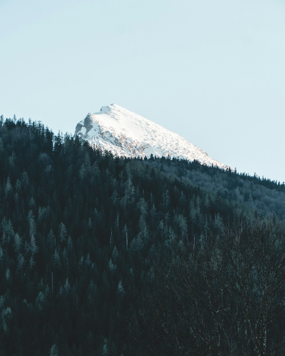 white snow capped mountain peak across green pine forest