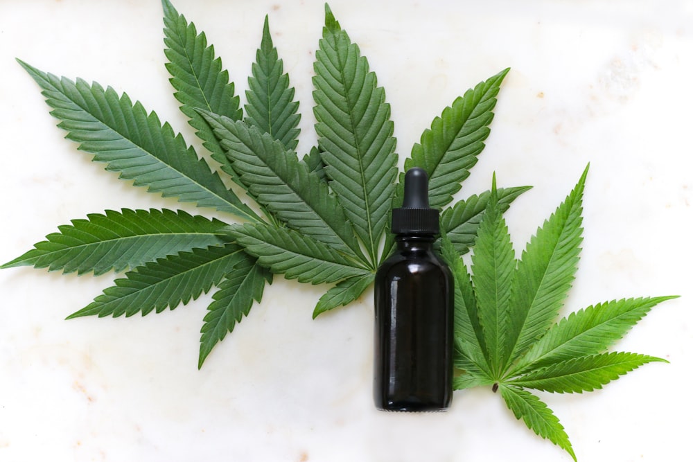 green cannabis leaves and black glass drops bottle, a Cannabidiol treatment.