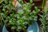 Several green leafy plants, possibly mint, are growing in small pots. The leaves are vibrant and healthy, with a glossy surface, and are arranged in an attractive pattern. The background includes other greenery and blurred pottery.