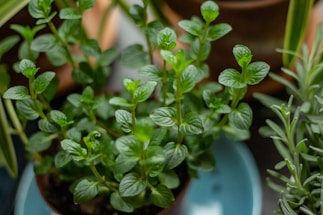 Several green leafy plants, possibly mint, are growing in small pots. The leaves are vibrant and healthy, with a glossy surface, and are arranged in an attractive pattern. The background includes other greenery and blurred pottery.