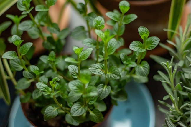 Several green leafy plants, possibly mint, are growing in small pots. The leaves are vibrant and healthy, with a glossy surface, and are arranged in an attractive pattern. The background includes other greenery and blurred pottery.