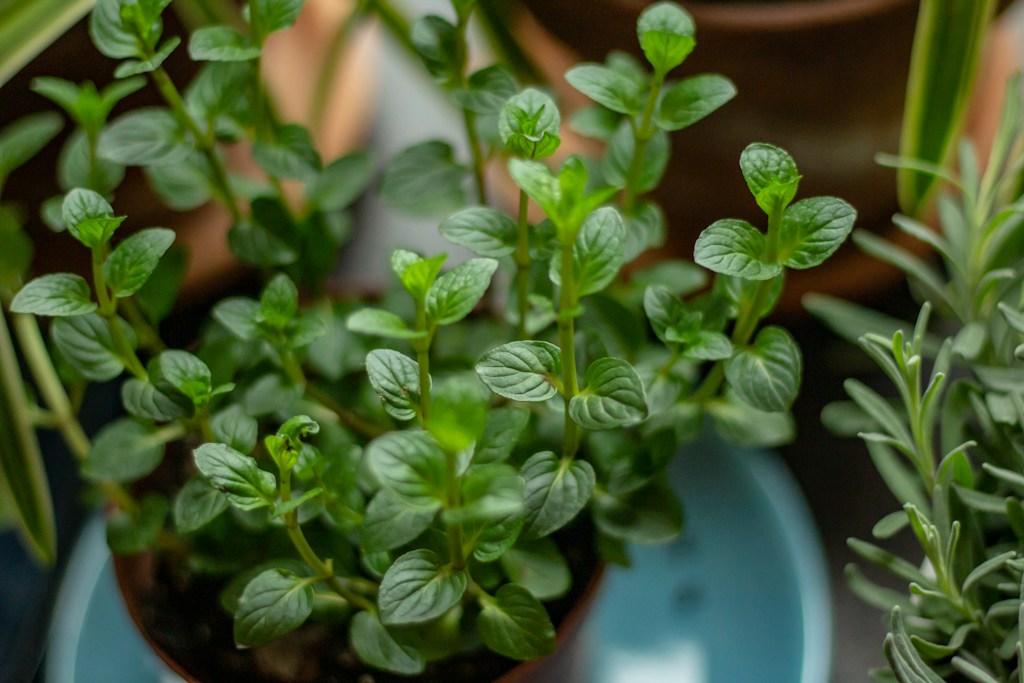 Herb Plant Mix