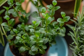 Several green leafy plants, possibly mint, are growing in small pots. The leaves are vibrant and healthy, with a glossy surface, and are arranged in an attractive pattern. The background includes other greenery and blurred pottery.