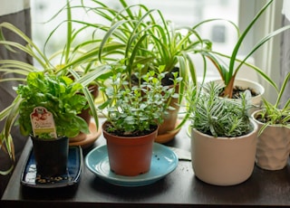 assorted potted indoor plants on table