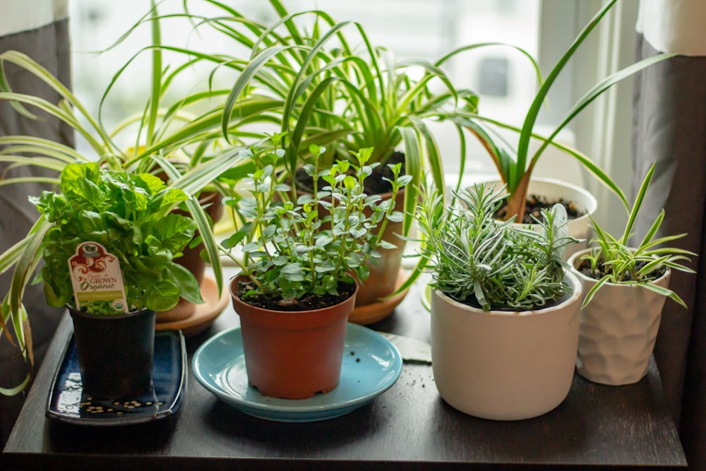 assorted potted indoor plants on table