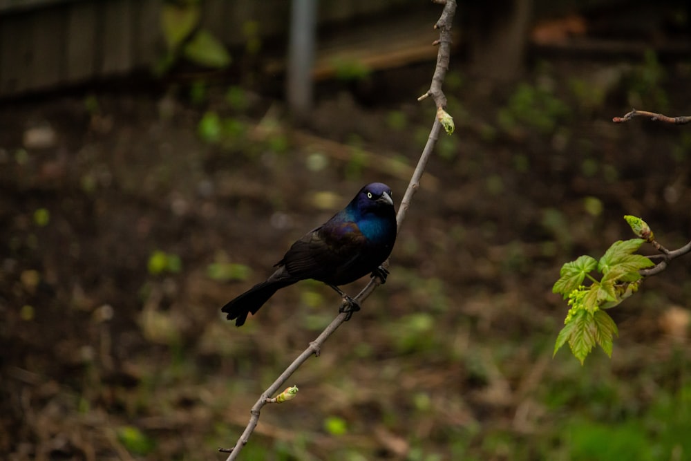 black and blue bird perching on tree branch during daytime