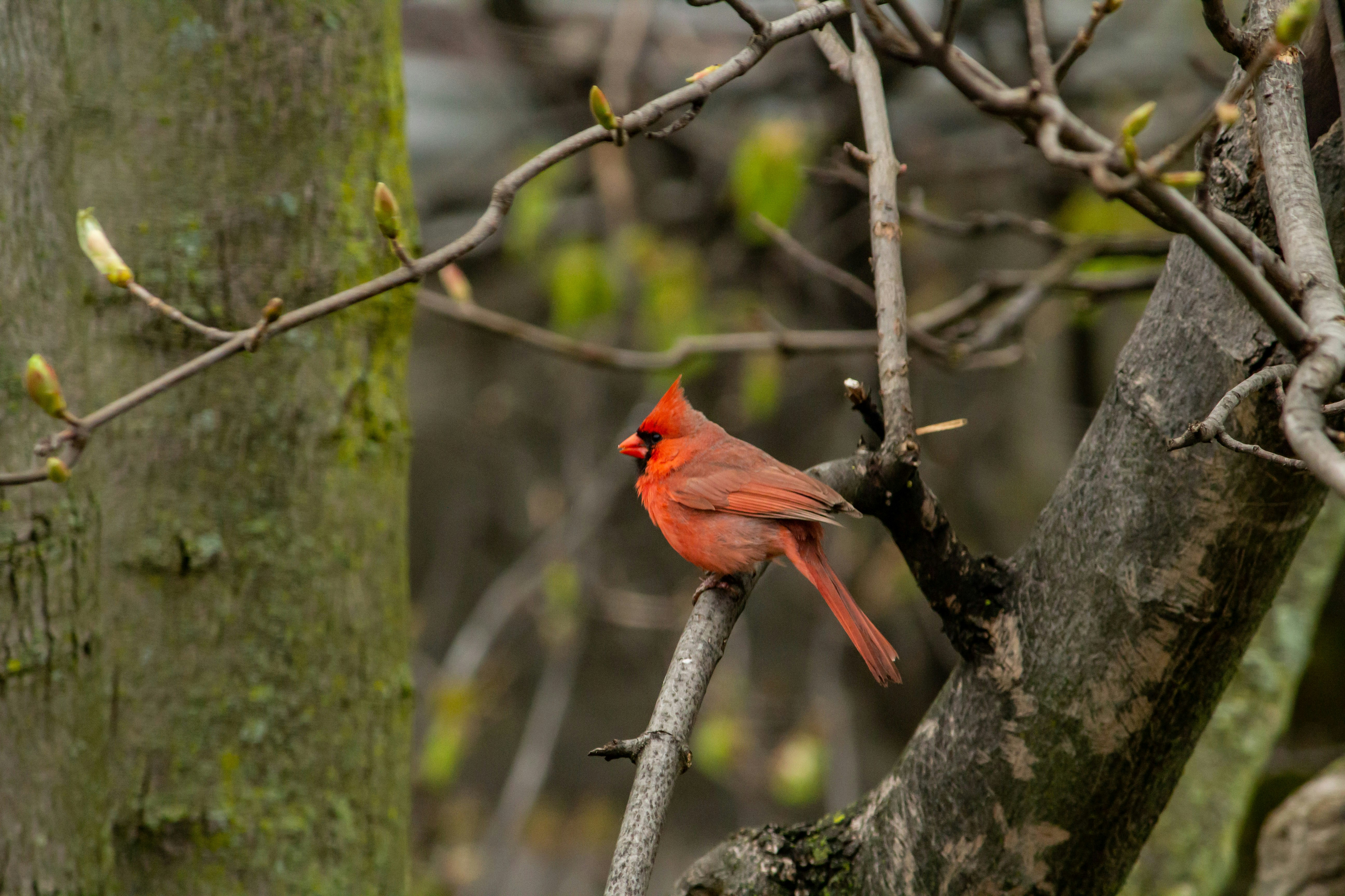 Northern Cardinal perching on tree brand during daytime