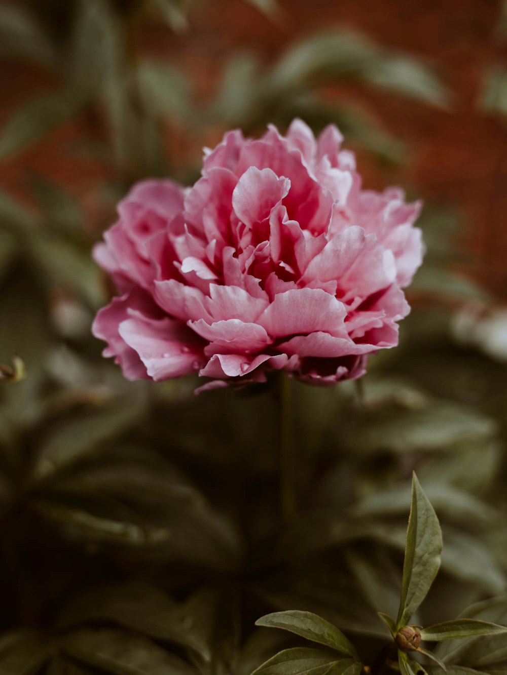 focus photography of pink petaled flower