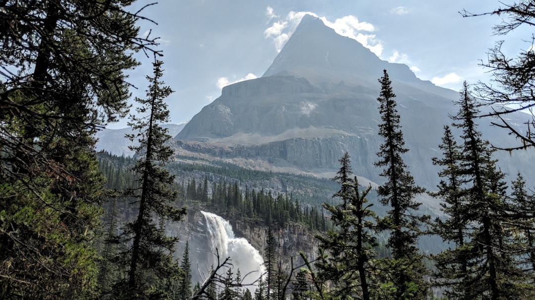 Tropical and subtropical coniferous forests photo spot Berg Lake Trail Canada