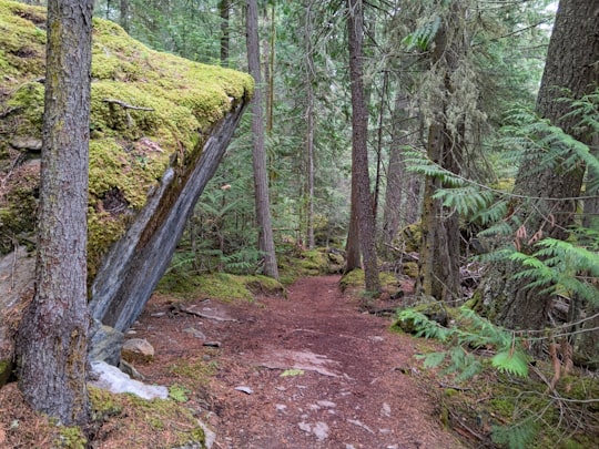 green trees in Berg Lake Trail Canada