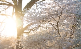 Sunlight filtering through pink blossoms, creating a peaceful and hopeful atmosphere.
