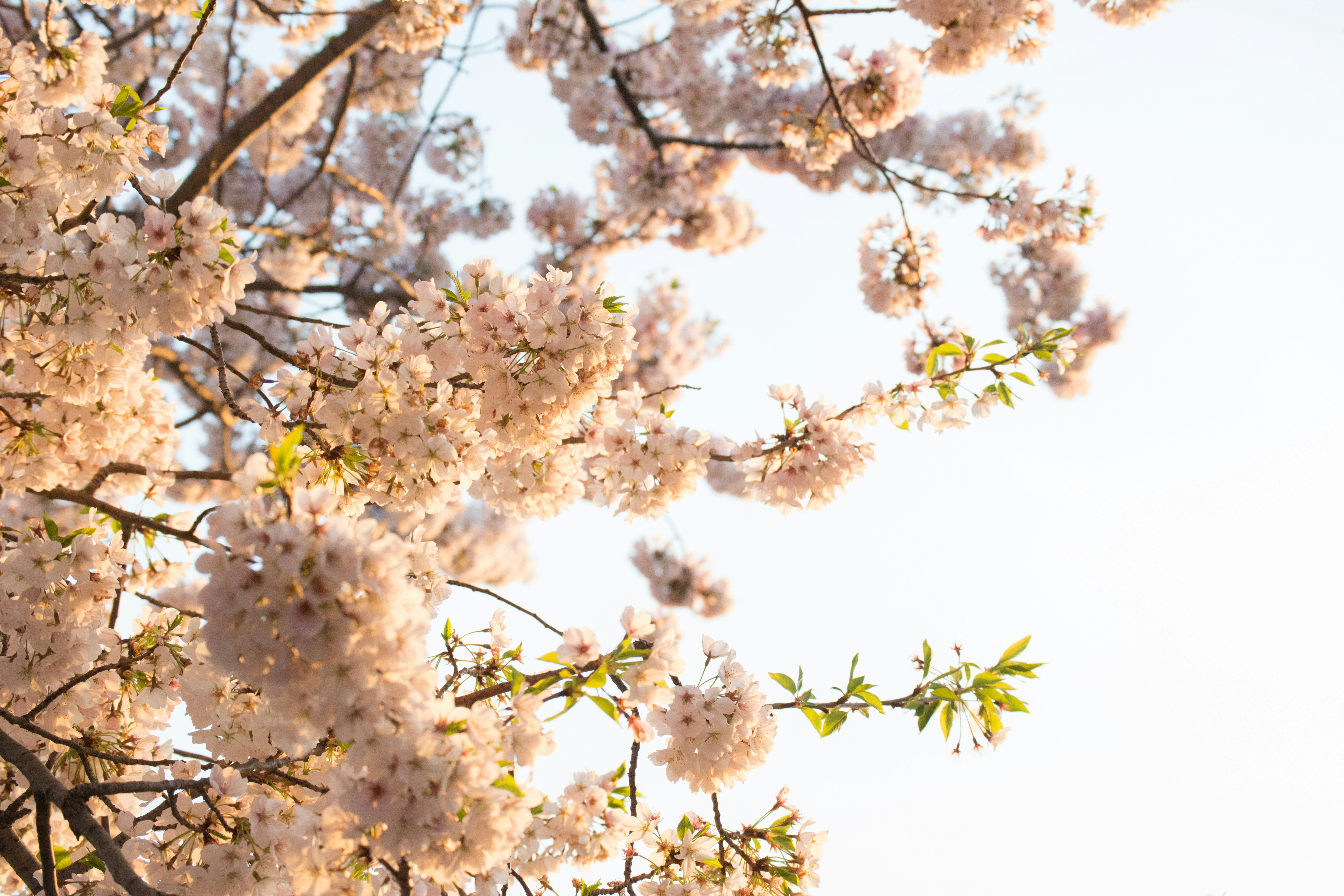 Photo by sapphiratigress