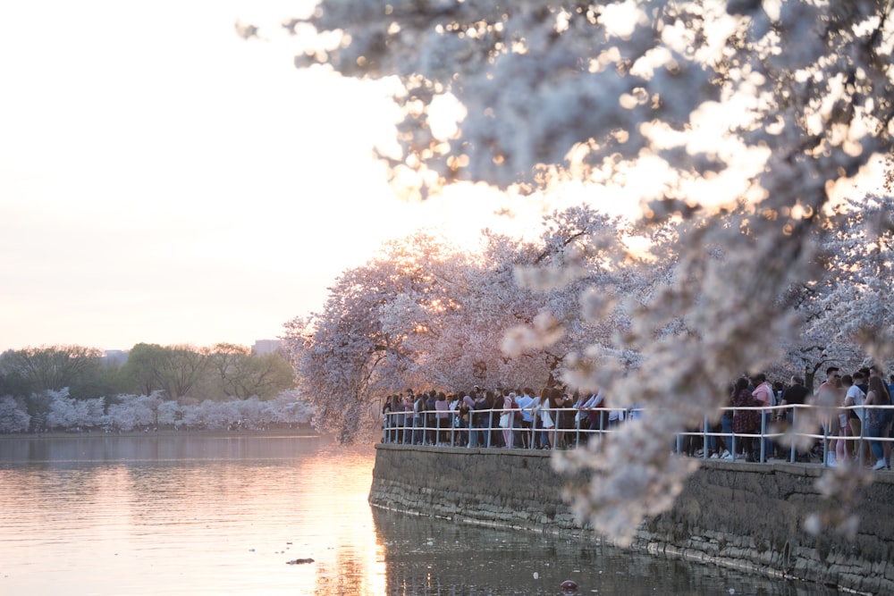 people under white flowering trees