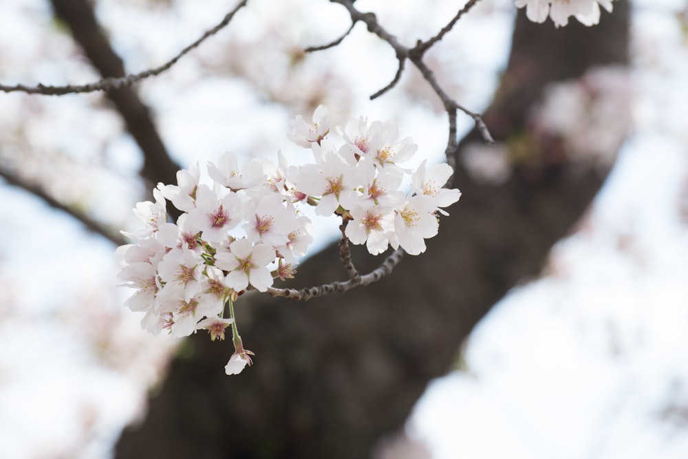 white petaled flowers