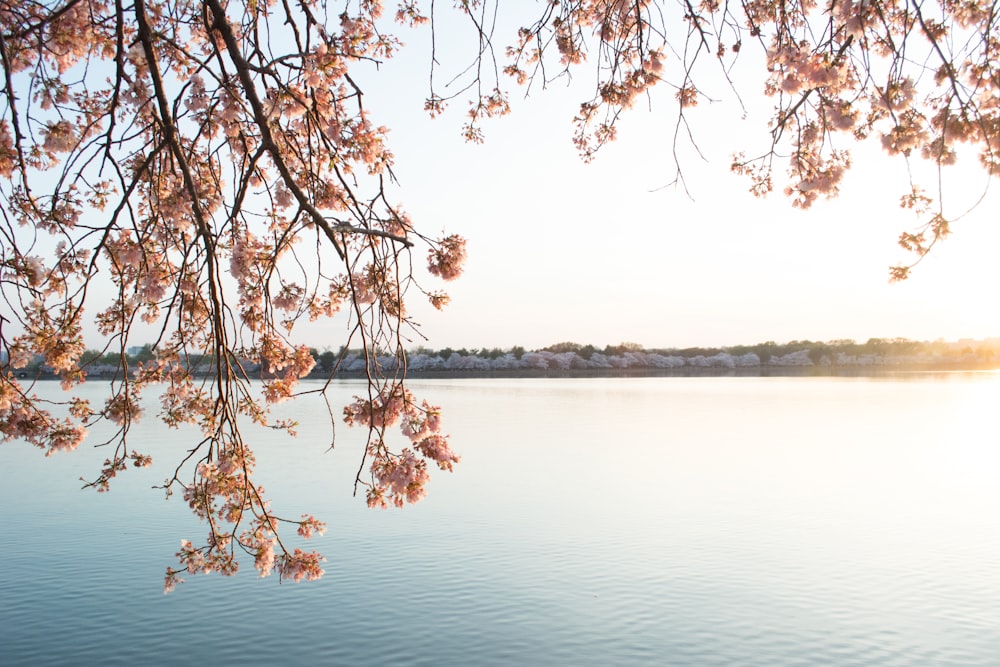 orange flowering tree near body of water