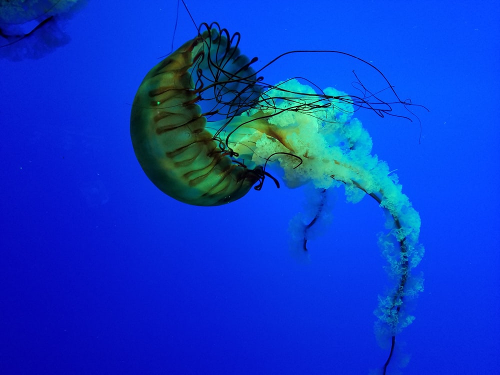 yellow and black jellyfish