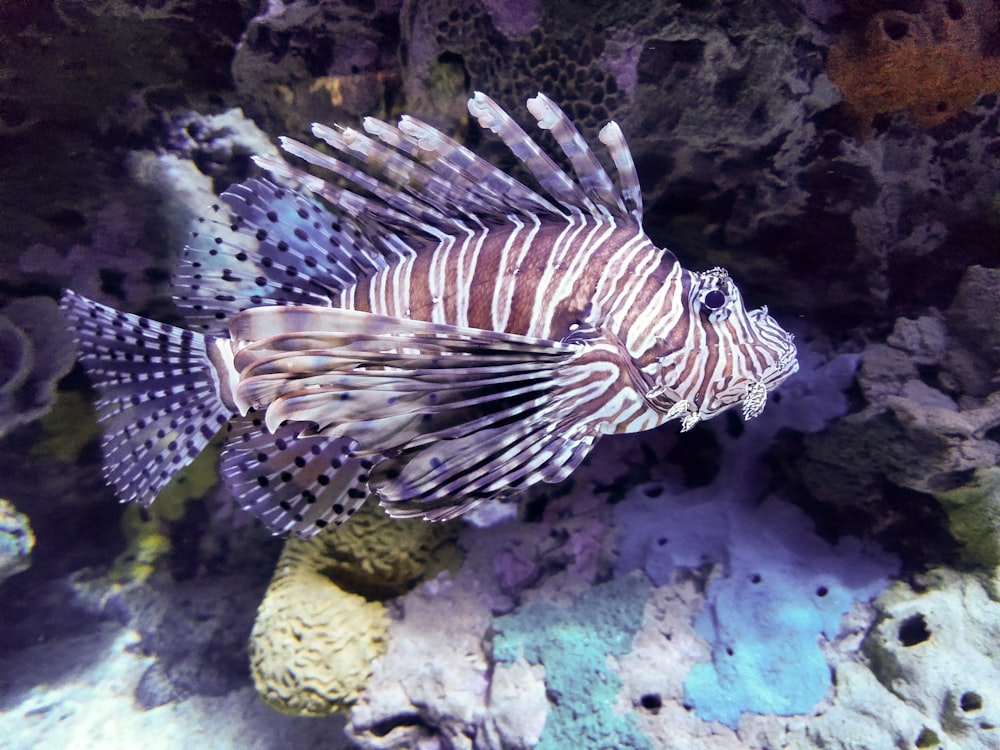 brown and white fish