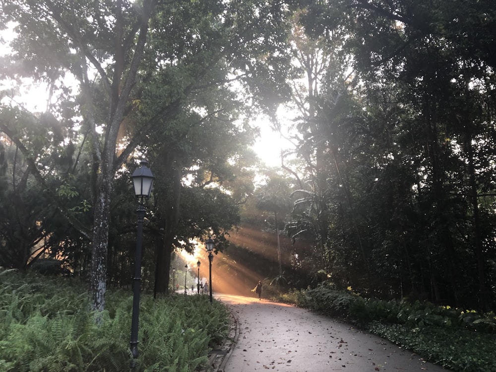 black street lamp near trees near concrete path way