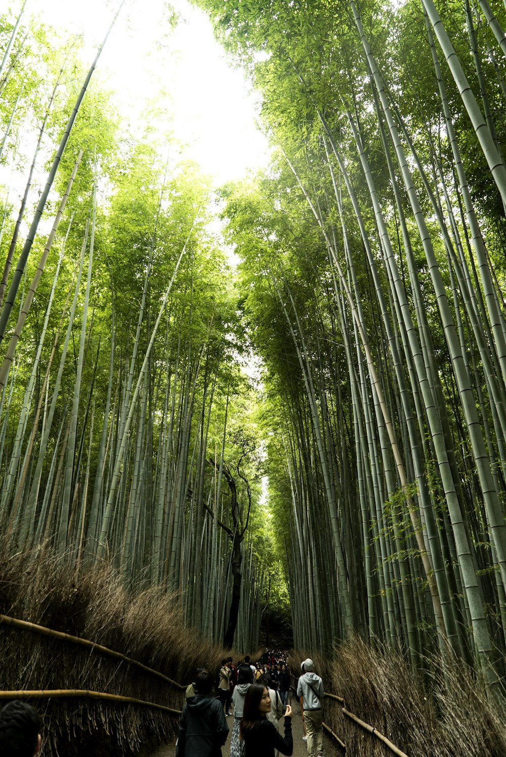 Gente caminando entre bambúes