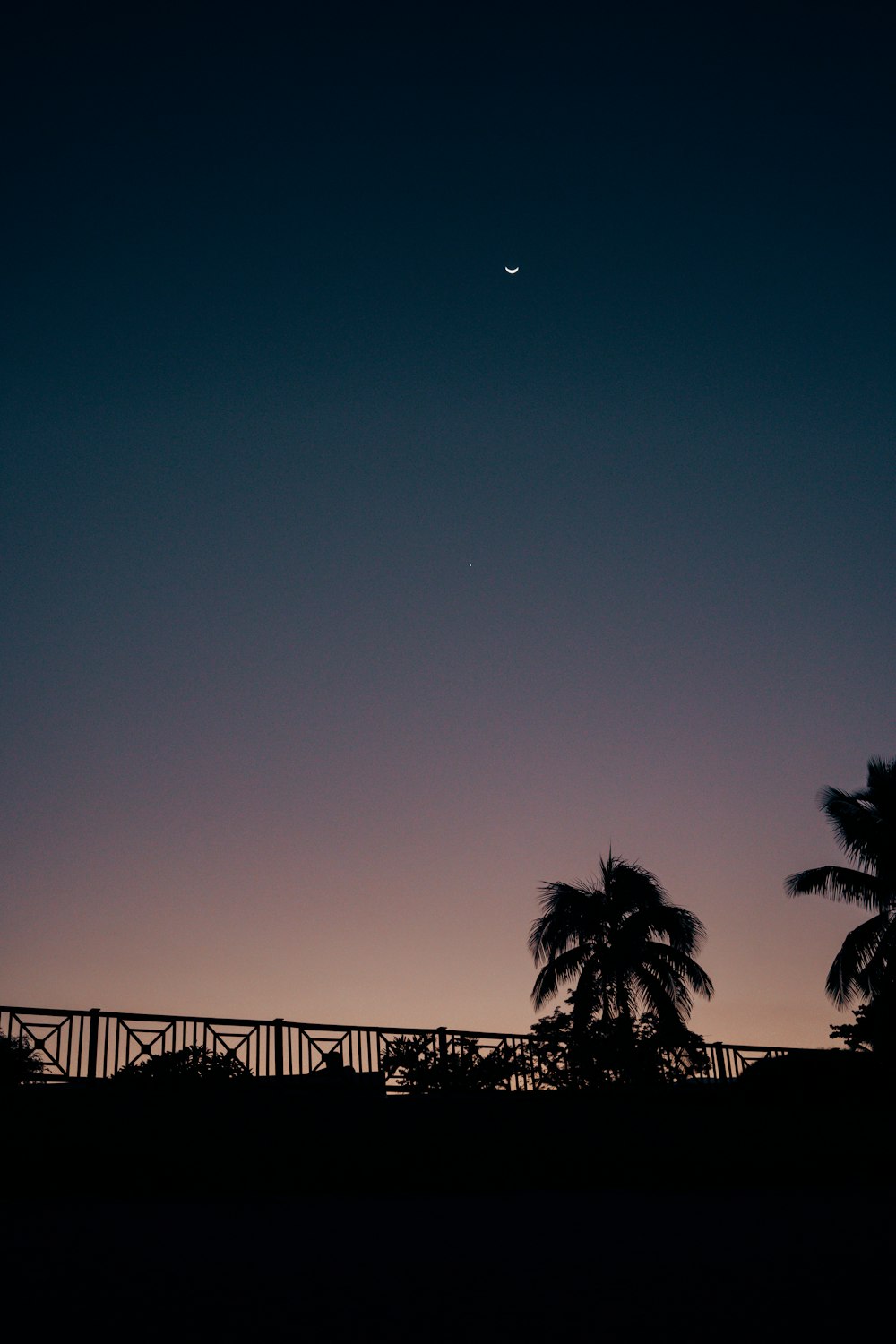 silhouette of trees