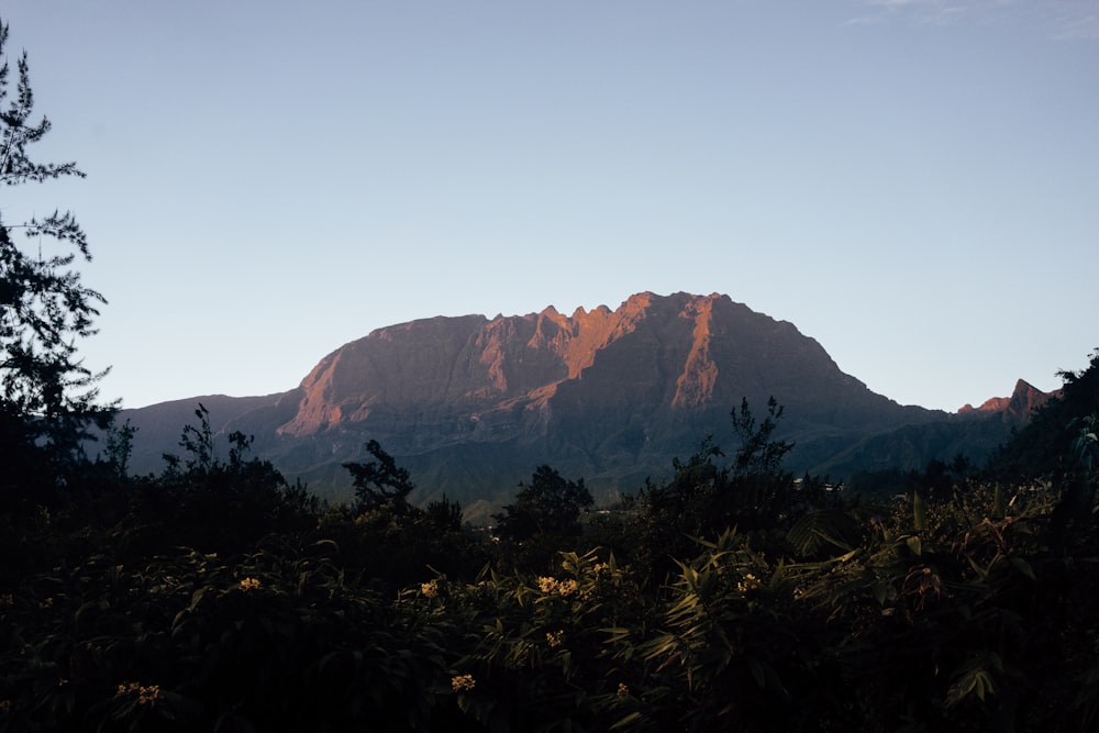 green trees and mountain